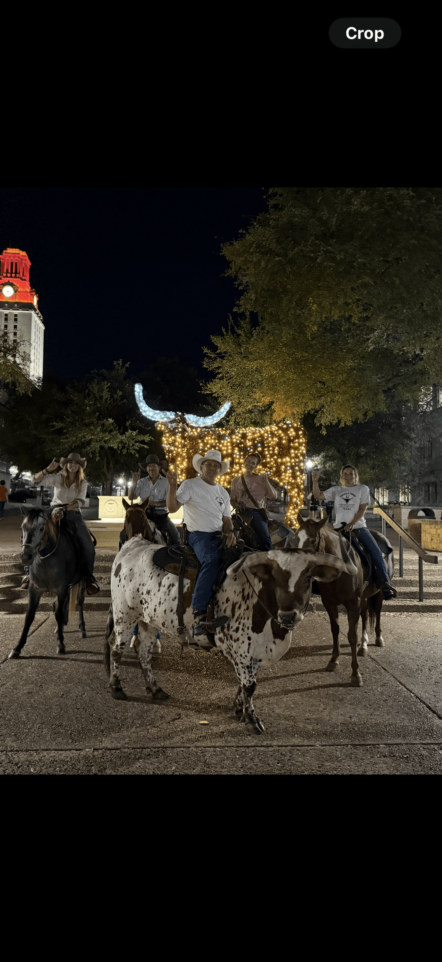 urban horses urban horses