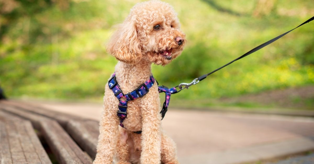 Close-up of a white toy poodle with long, fluffy ears sitting on a pathway at a park while on its leash for a walk. Close-up of a white toy poodle with long, fluffy ears sitting on a pathway at a park while on its leash for a walk.