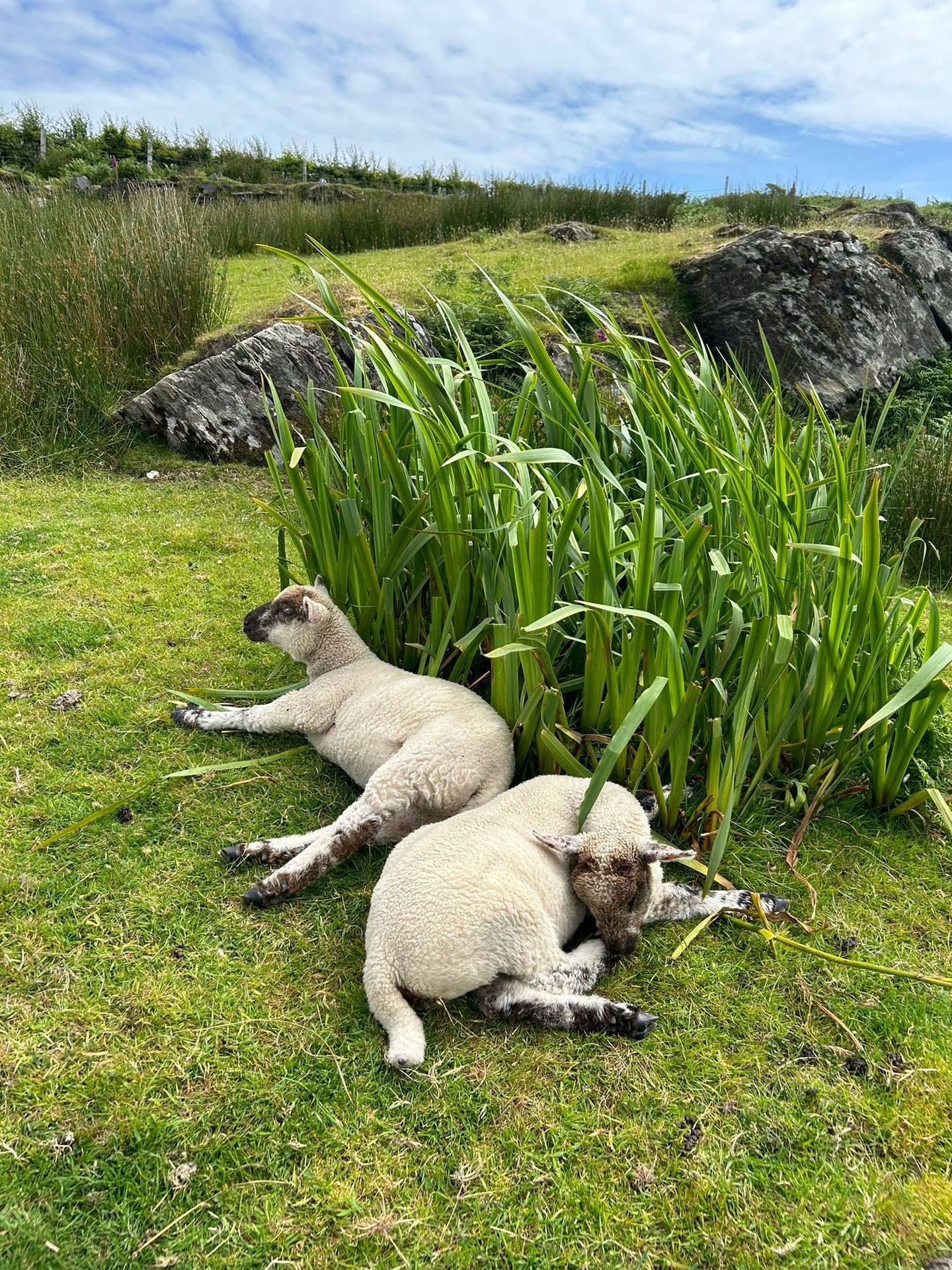 kerry lambs spring time kerry lambs spring time