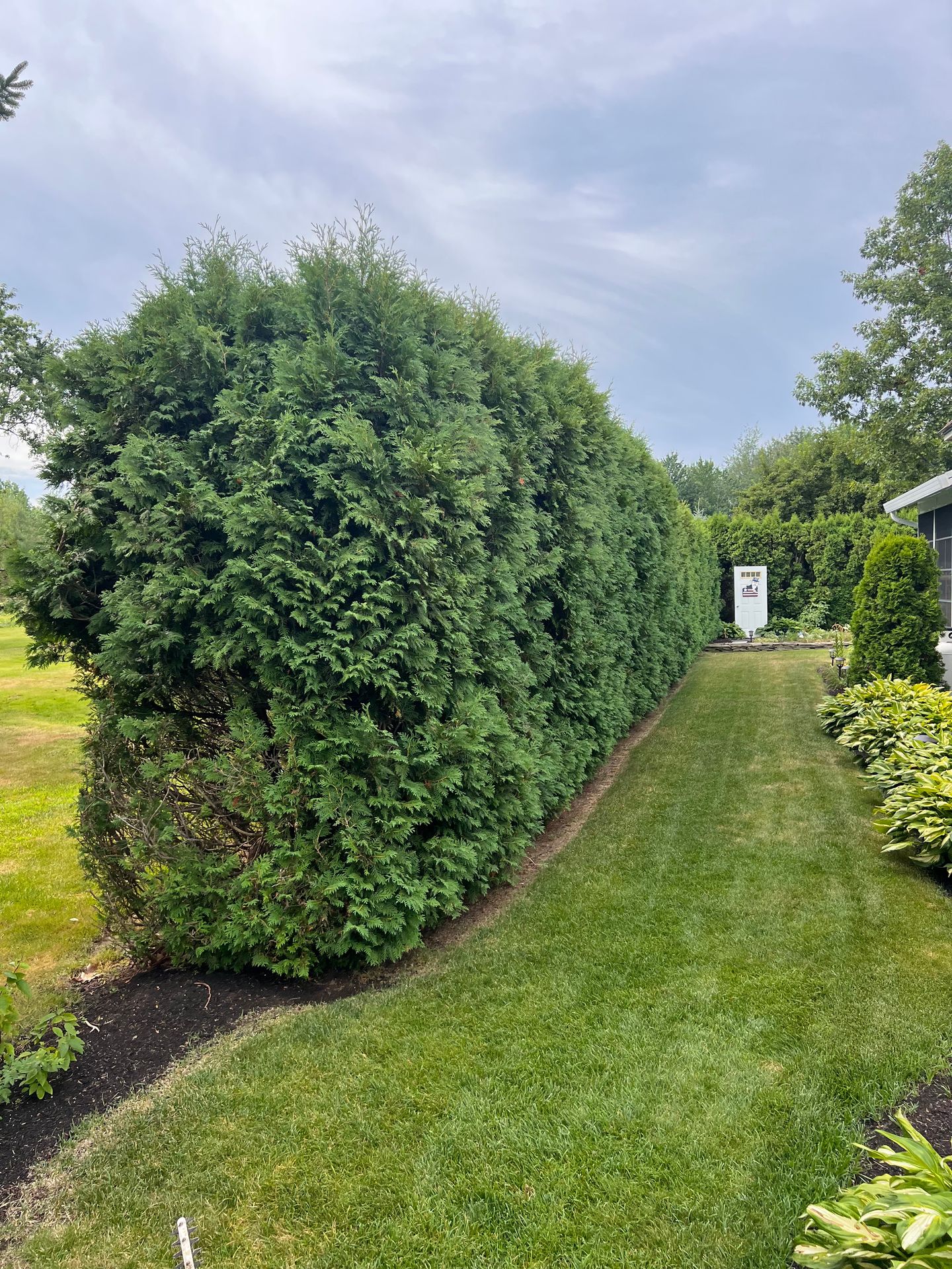 Well Rounded Tree Service providing professional hedge trimming in Central Maine, maintaining healthy, neatly shaped evergreen hedges for residential landscapes.