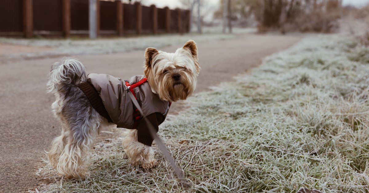 A Yorkshire Terrior dog on a walk in the grass with a sweater and harness attached to the gray leash. A Yorkshire Terrior dog on a walk in the grass with a sweater and harness attached to the gray leash.