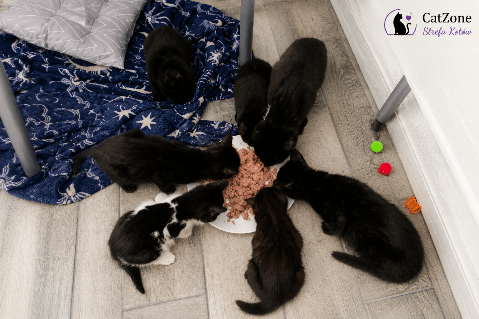 Large group of stray cats eating cat food on city street sidewalk