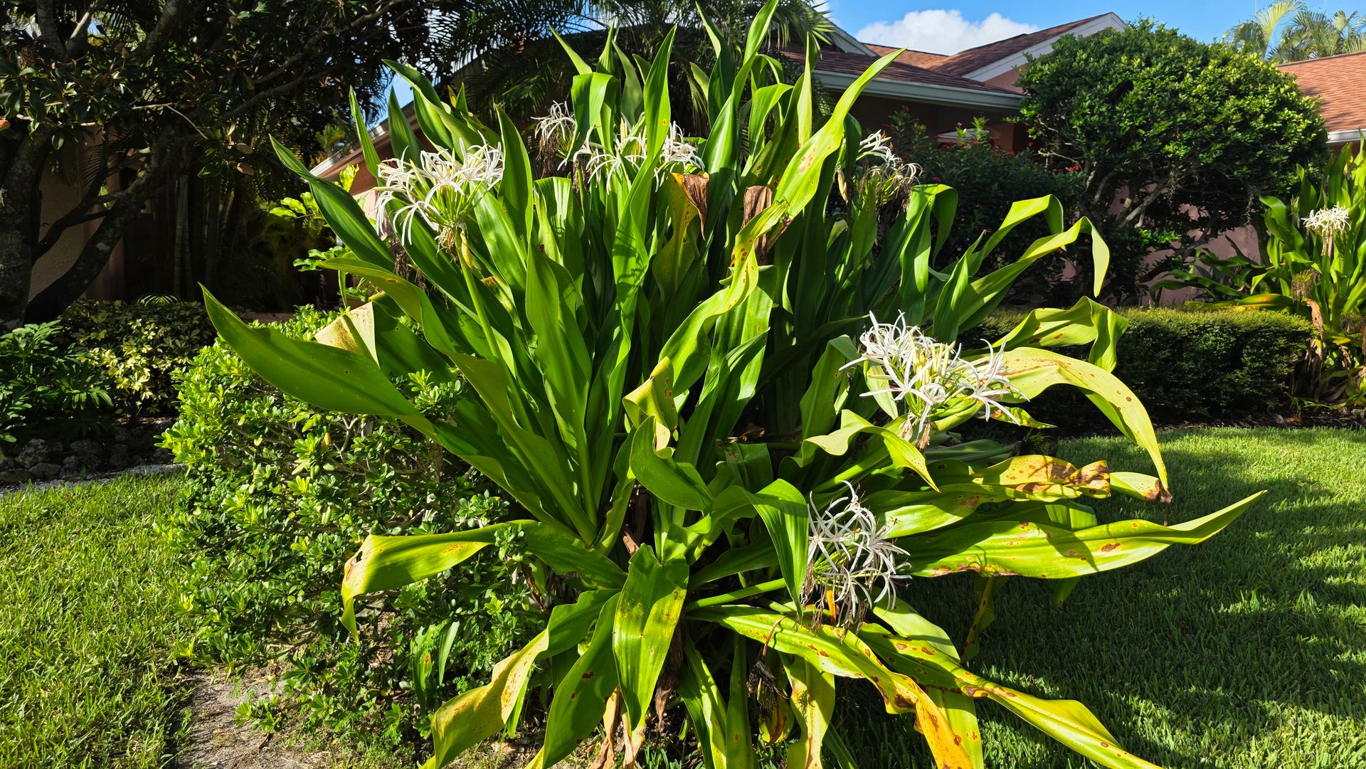 Large mature Giant Crinum with broad green leaves and several white flower clusters Large mature Giant Crinum with broad green leaves and several white flower clusters