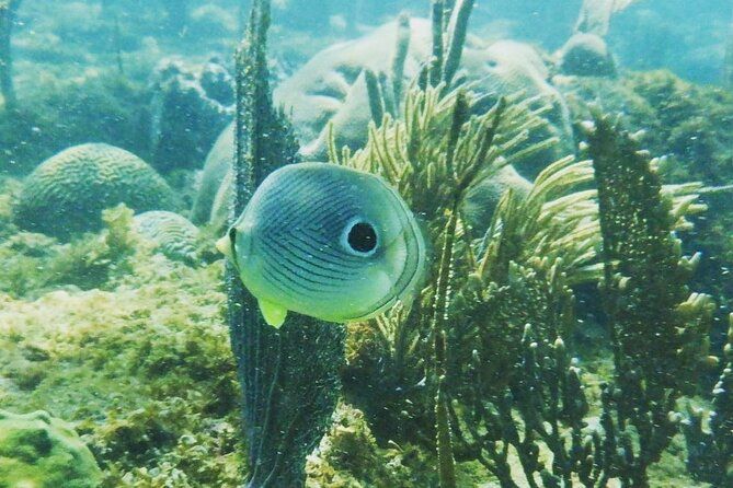 snorkeling adventure snorkeling adventure