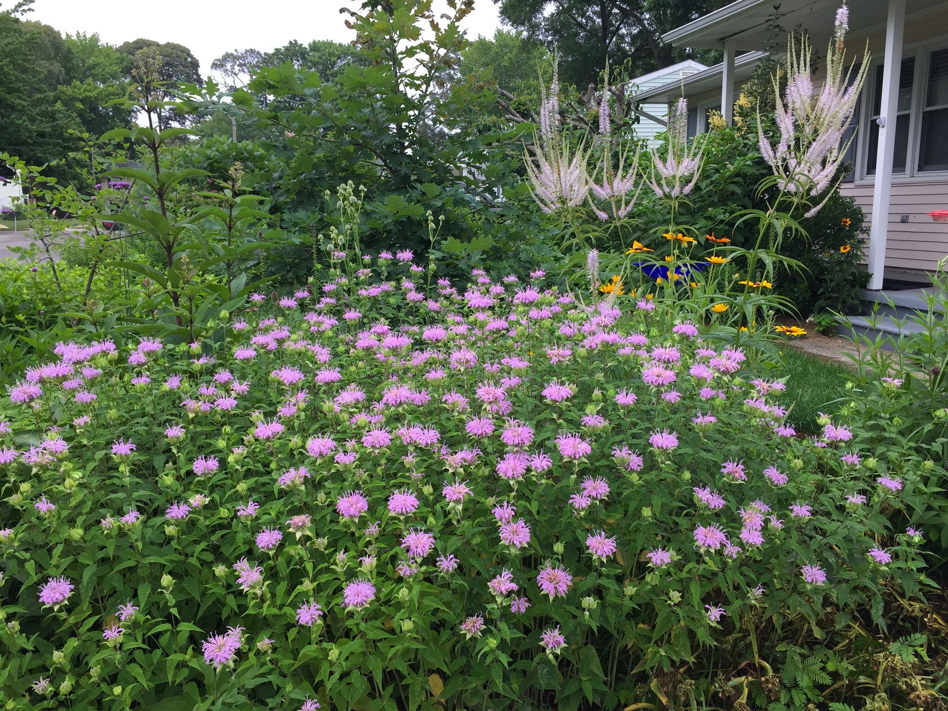 local garden