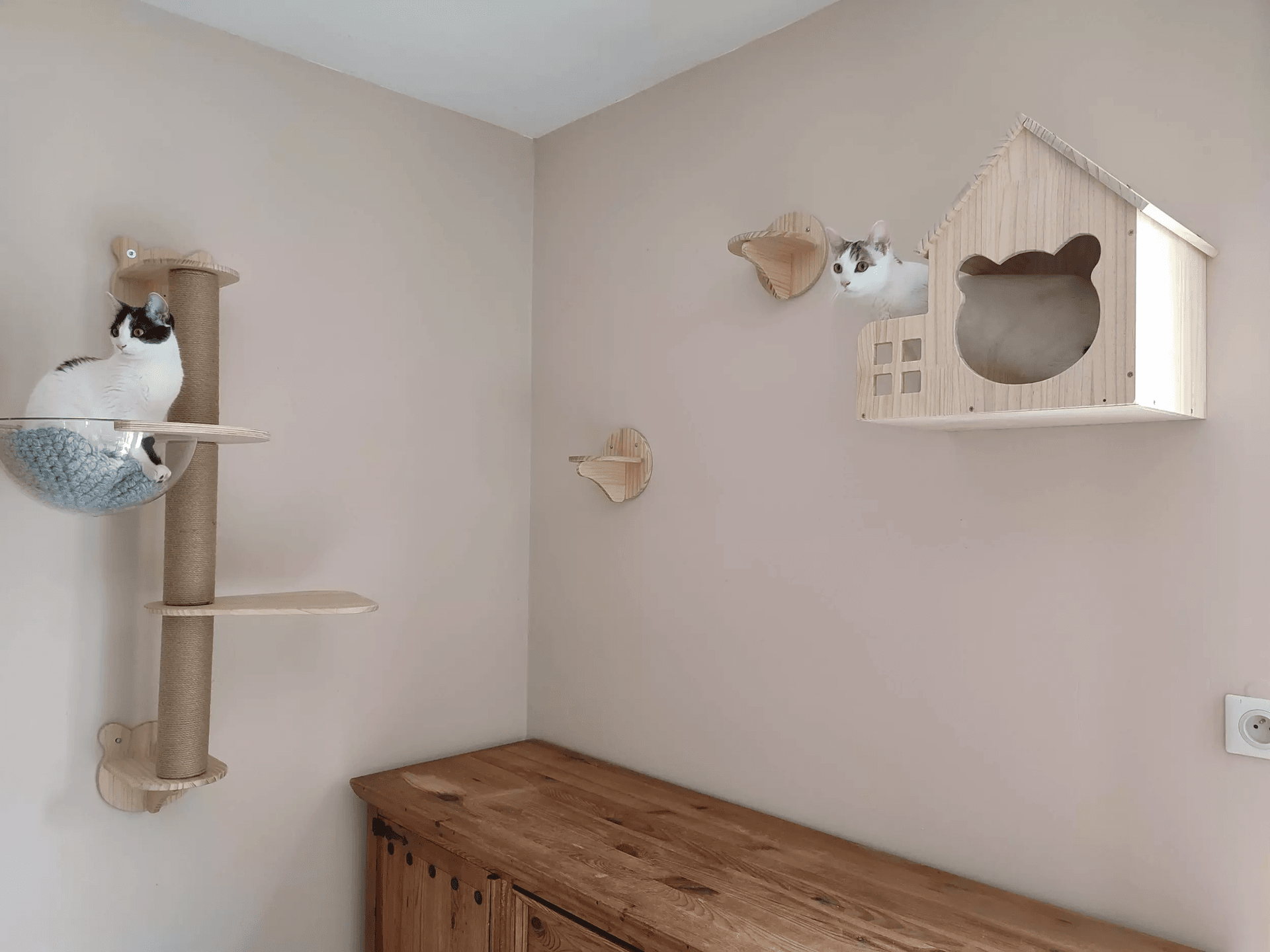 Chats assis sur son parcours mural. Chats assis sur son parcours mural.