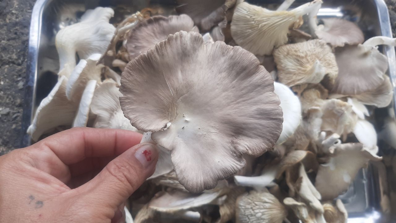 oyster mushrooms