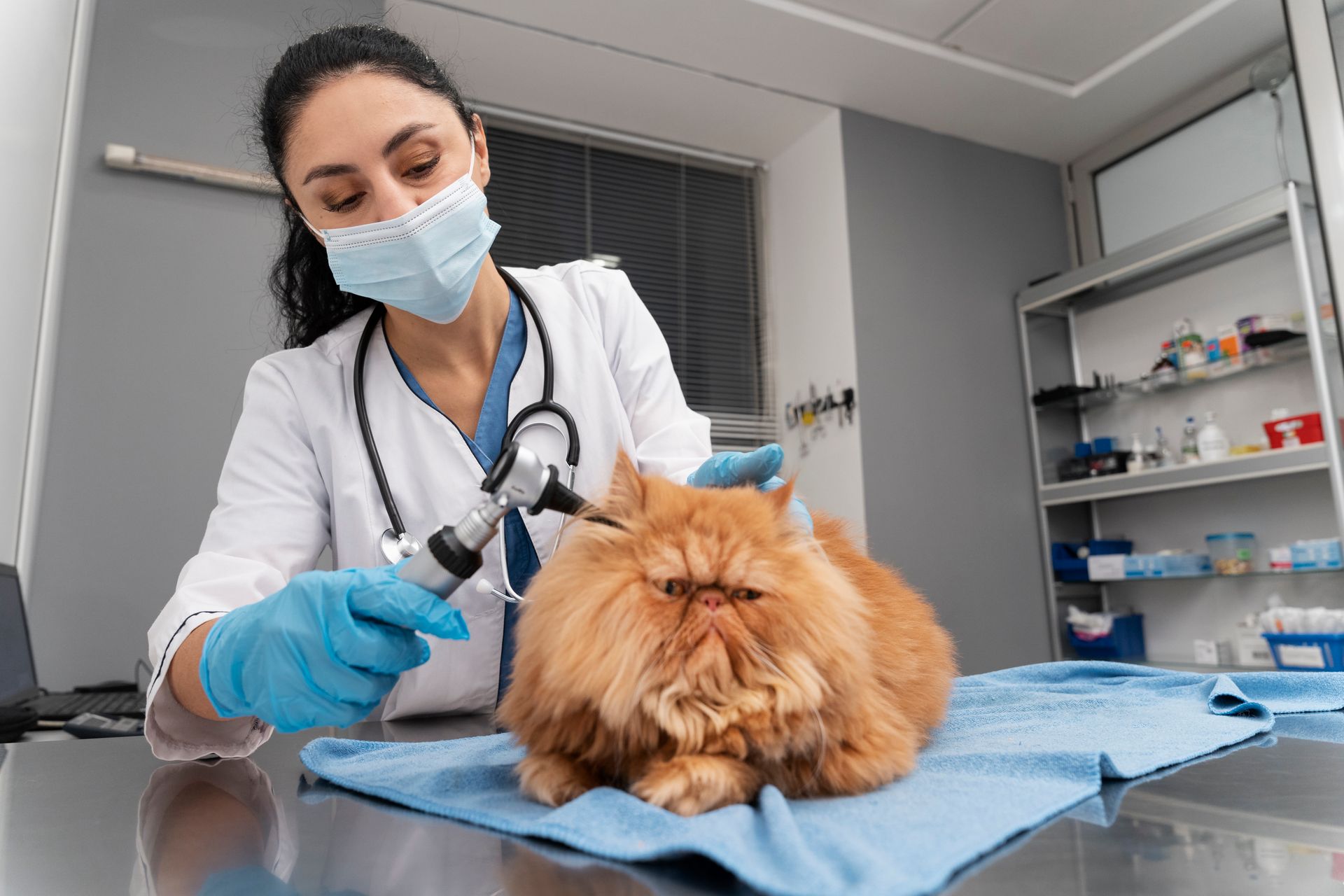 Vétérinaire consultant les oreilles d'un chat