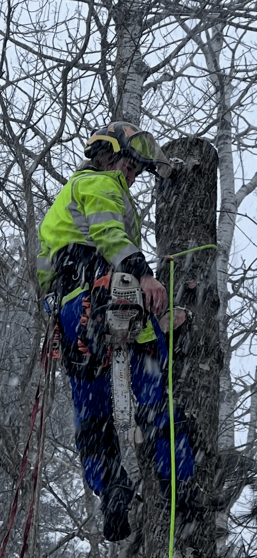 Certified arborist climbing tree for safe removal in Central Maine, using professional safety harness and rope system.