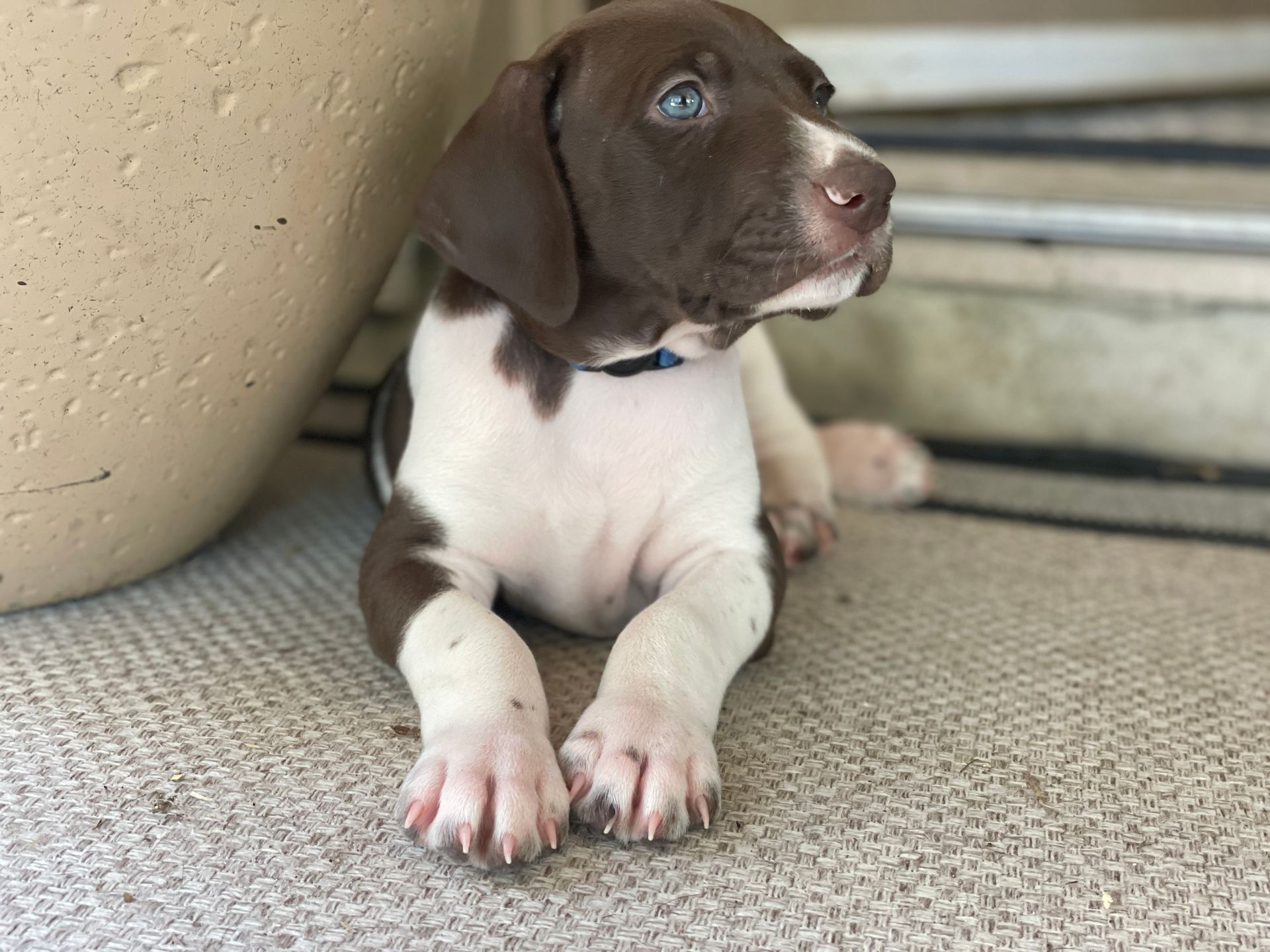 Liver and White Male GSP with baby blue eyes gazing off