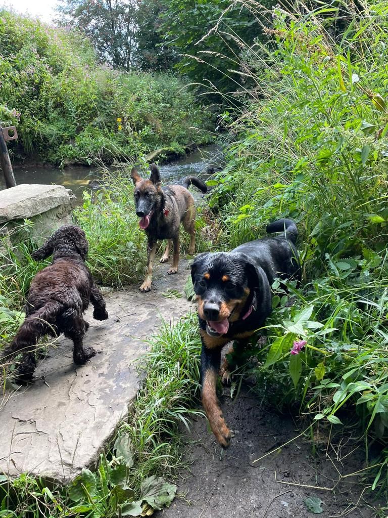 professional dog walker