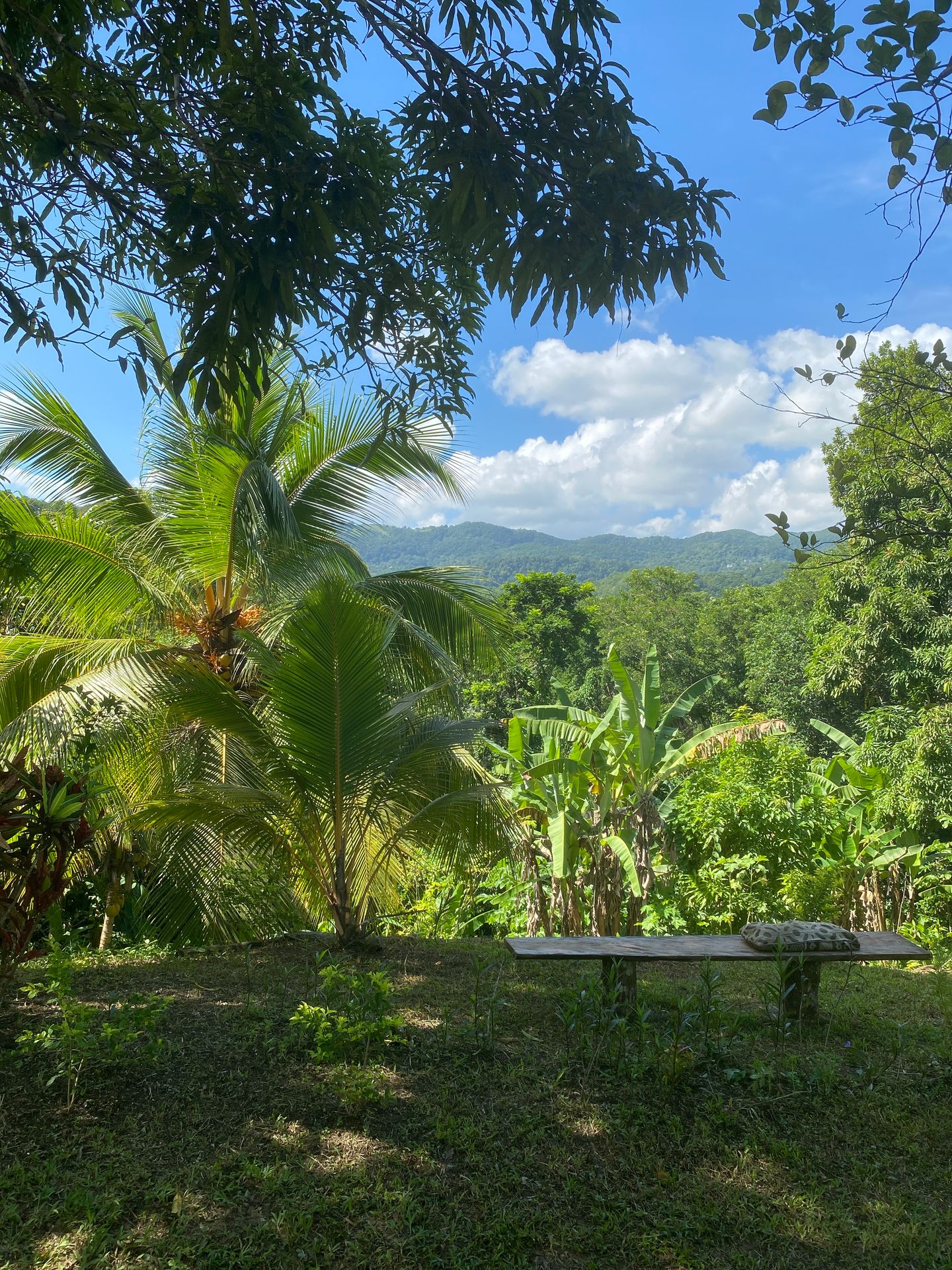 Mountain View’s, Offgrid farm, forage, forest 