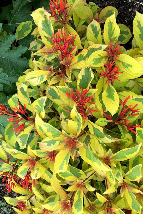 Lime Sizzler Firebush with yellow green variegated foliage and red tubular flowers Lime Sizzler Firebush with yellow green variegated foliage and red tubular flowers