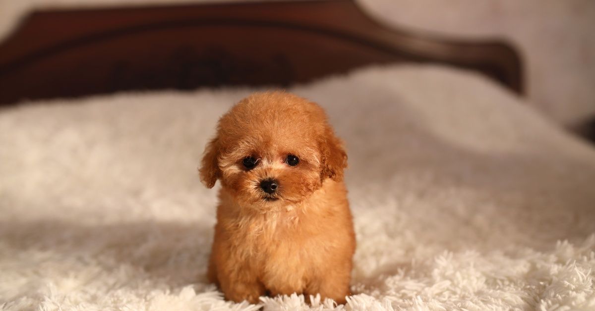 A teacup poodle sits on the bed alone, with a white, fluffy blanket on the bed and a wooden headboard behind the puppy. A teacup poodle sits on the bed alone, with a white, fluffy blanket on the bed and a wooden headboard behind the puppy.