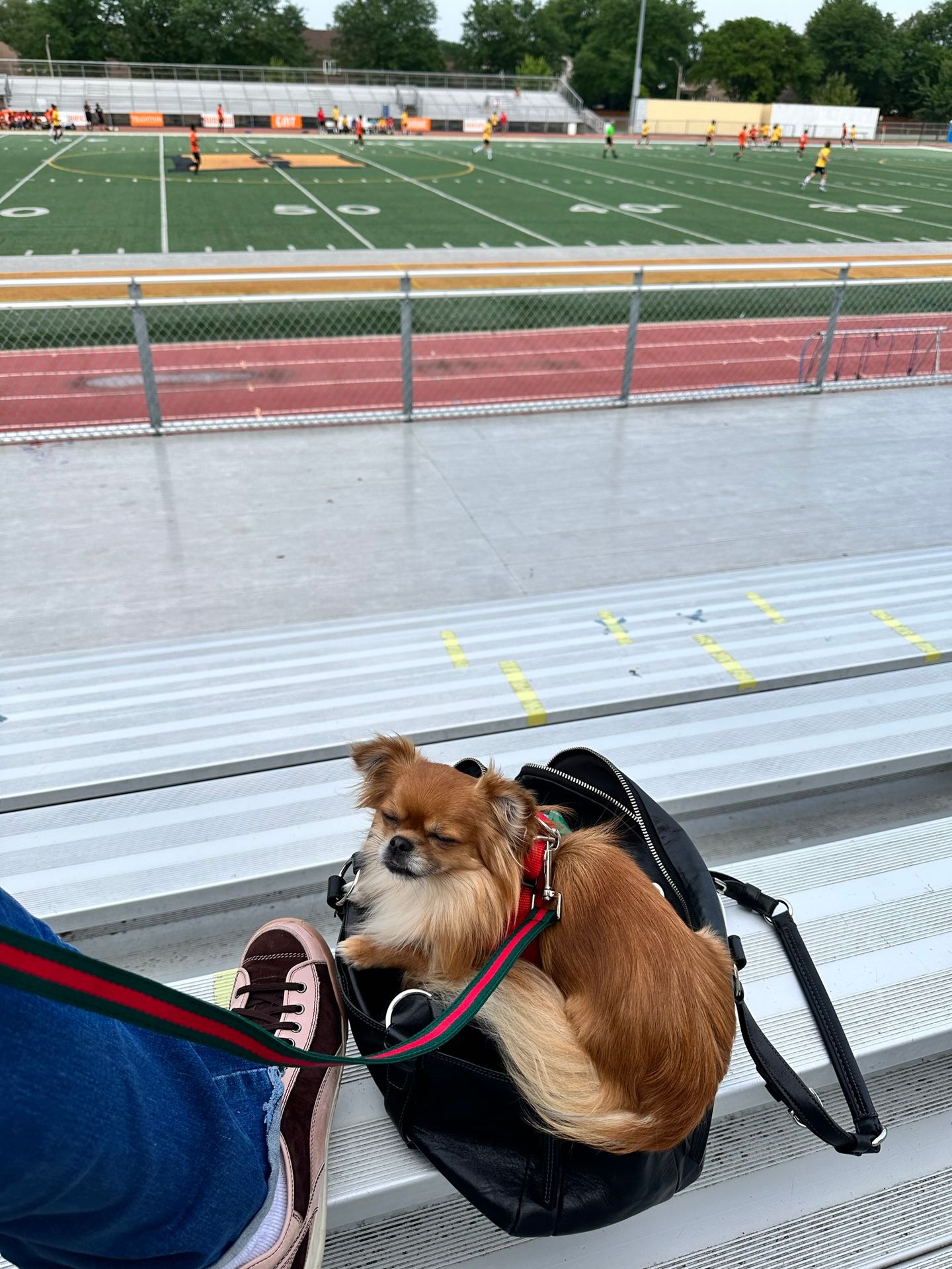 service dog service dog