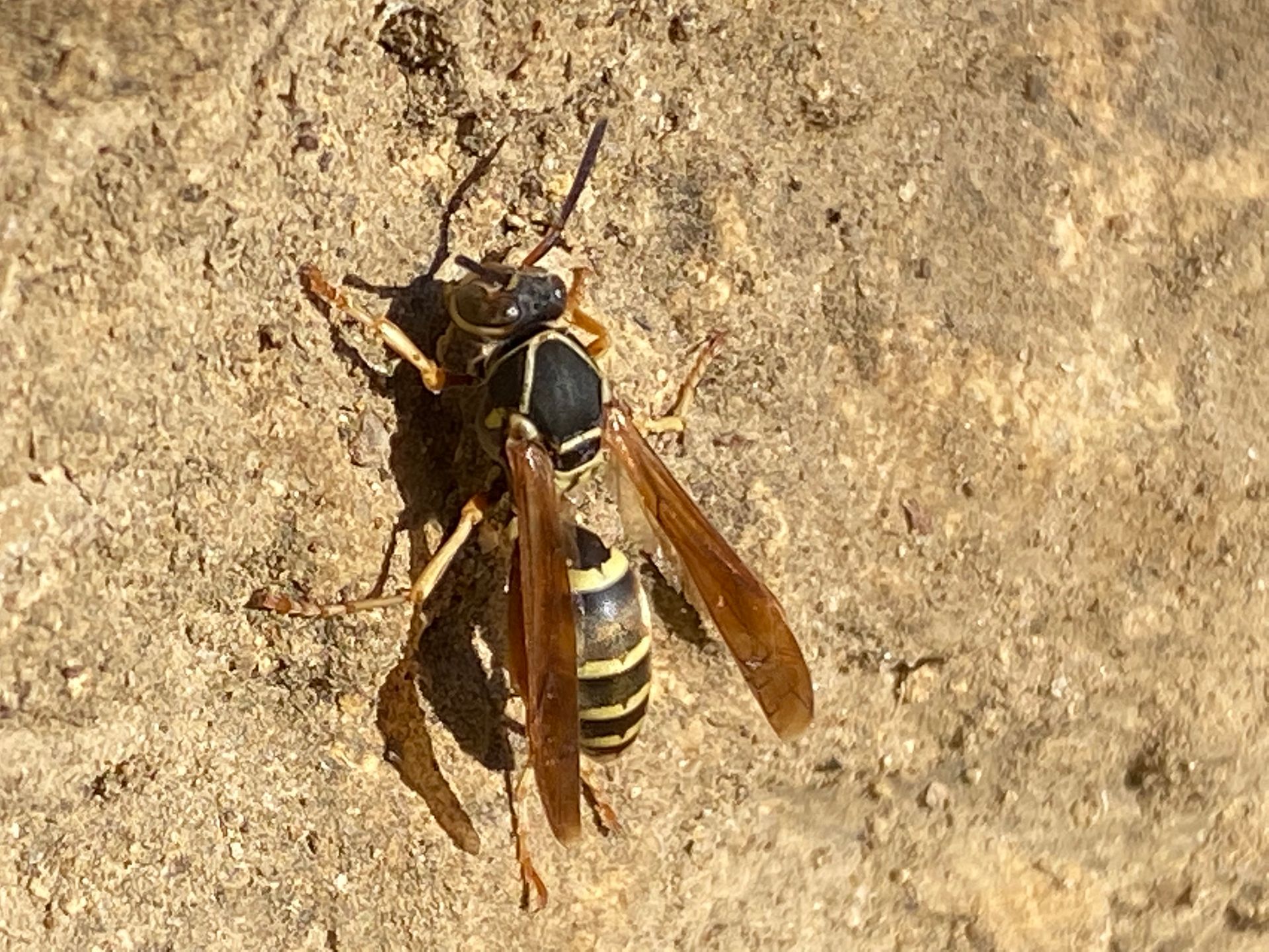 paper wasp on rock wall paper wasp on rock wall