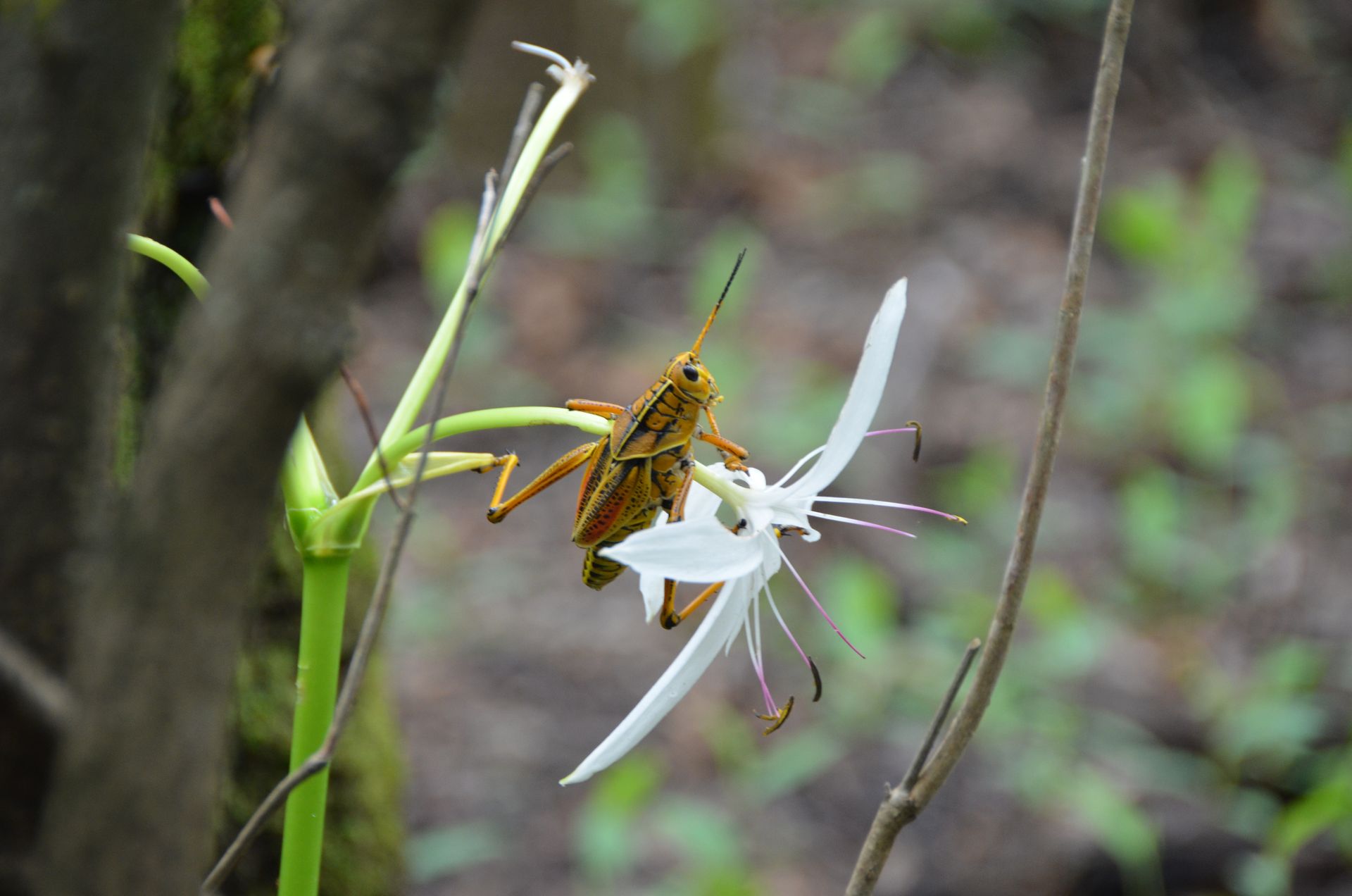 Adult eastern lubber grasshopper Romalea microptera in Florida Adult eastern lubber grasshopper Romalea microptera in Florida