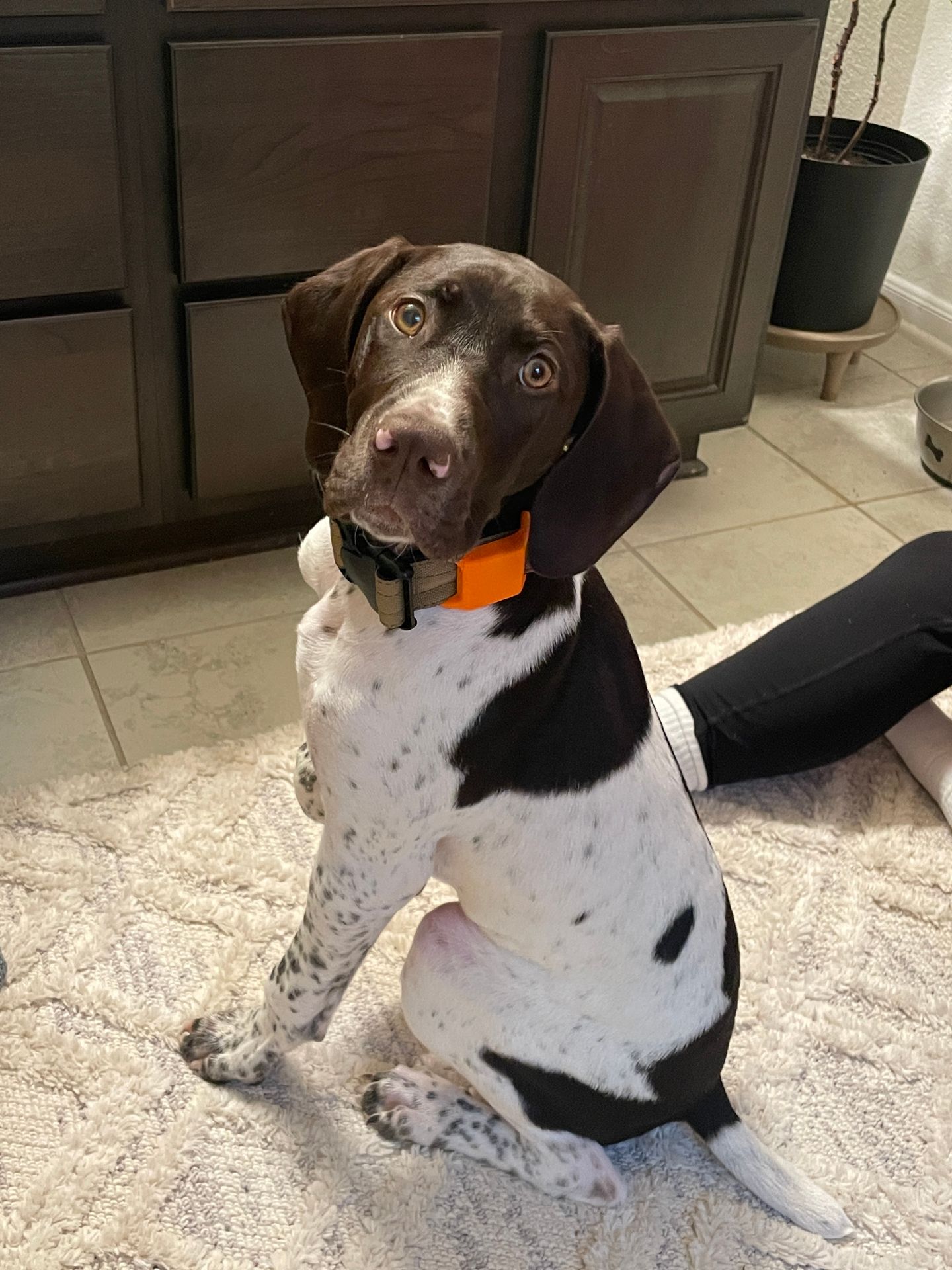 Liver and white male German Shorthaired Pointer