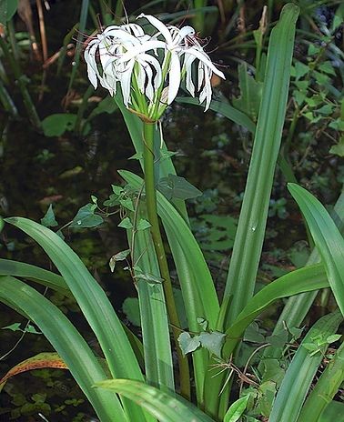 Florida Swamp Lily Crinum americanum with white flowers growing in a natural wetland habitat in Florida Florida Swamp Lily Crinum americanum with white flowers growing in a natural wetland habitat in Florida