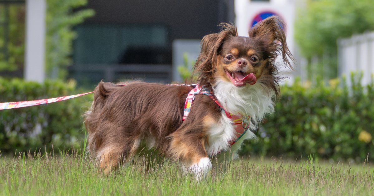 A happy teacup dog with long brown hair on a walk with its tongue out. The leash is pink and yellow printed. A happy teacup dog with long brown hair on a walk with its tongue out. The leash is pink and yellow printed.