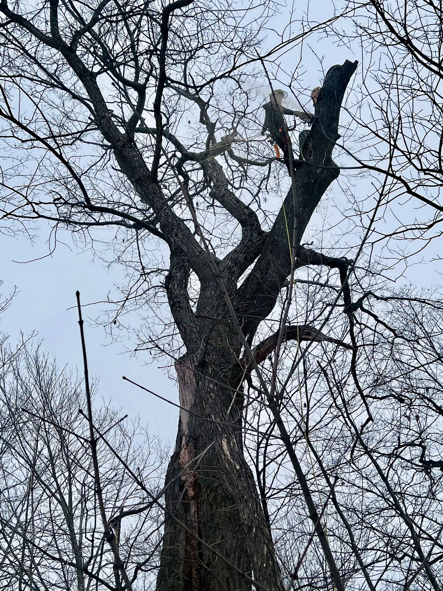 Certified arborist from Well Rounded Tree Service performing expert tree removal in Central Maine, safely cutting large damaged branches high above the ground.