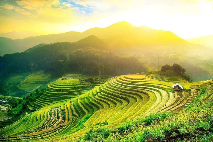 rice terraces Vietnam