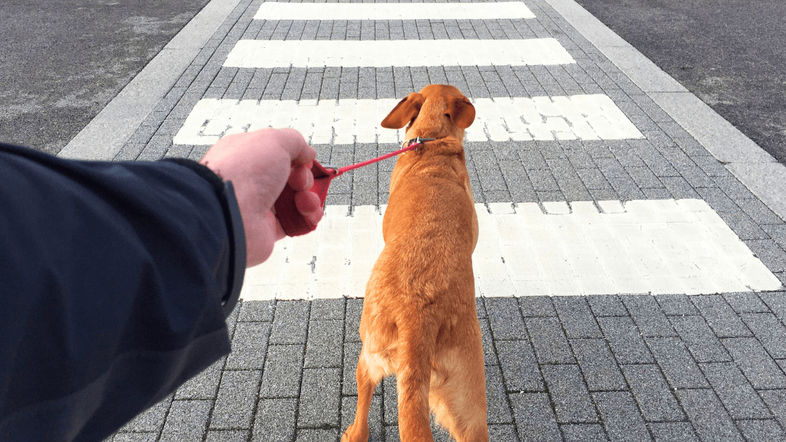 Cachorro puxando a guia do dono segurando-a