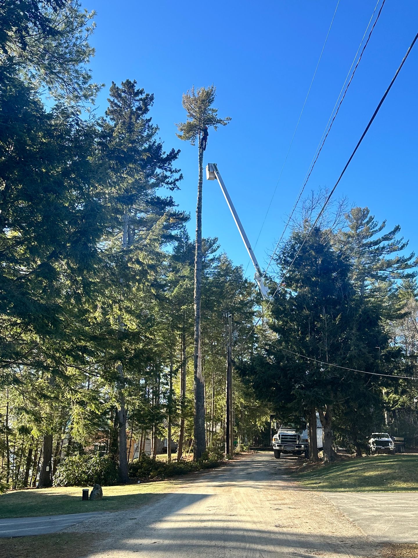 Professional tree trimming in Central Maine, using bucket truck to safely cut branches near power lines.