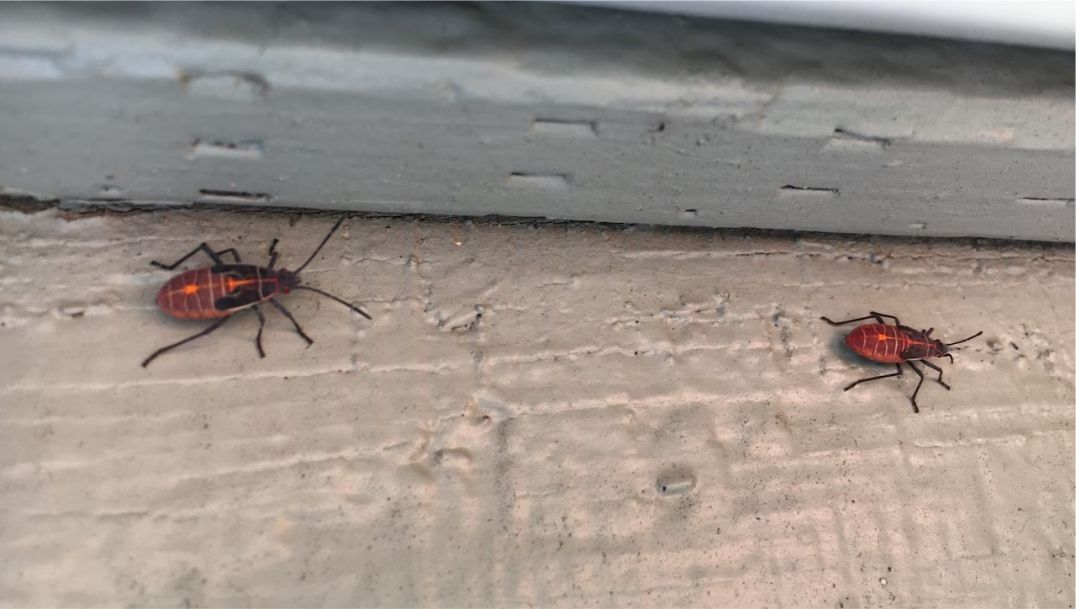boxelder bugs boxelder bugs