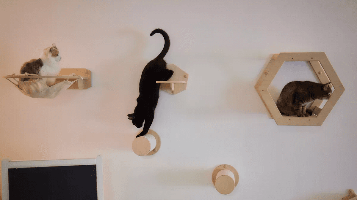 Des chats jouant sur leurs parcours murals Des chats jouant sur leurs parcours murals