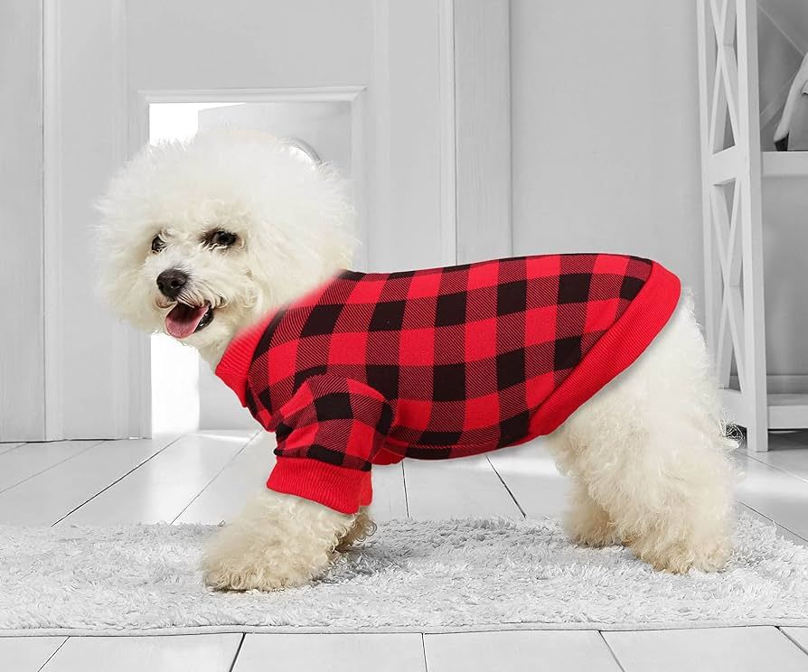 Bichon portant un pull a damier rouge et noir. Bichon portant un pull a damier rouge et noir.