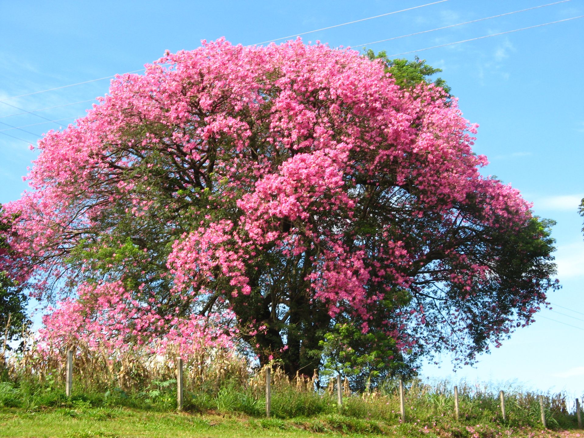 Mature Silk Floss Tree covered in pink flowers