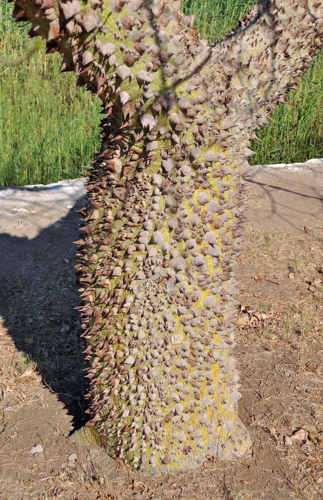 Tall Silk Floss Tree trunk with dense rows of large woody thorns