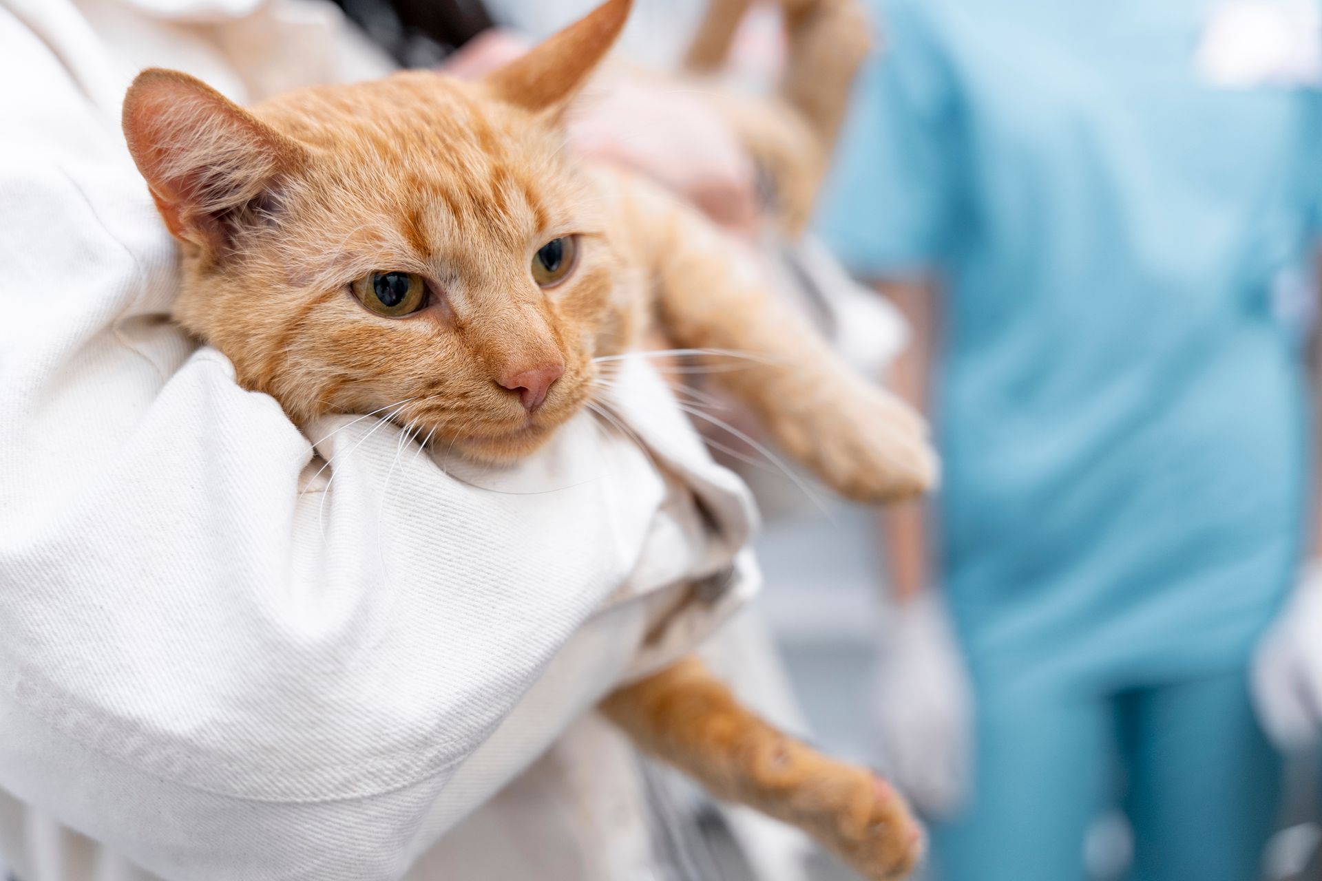 Chat malade dans les bras d'un vétérinaire