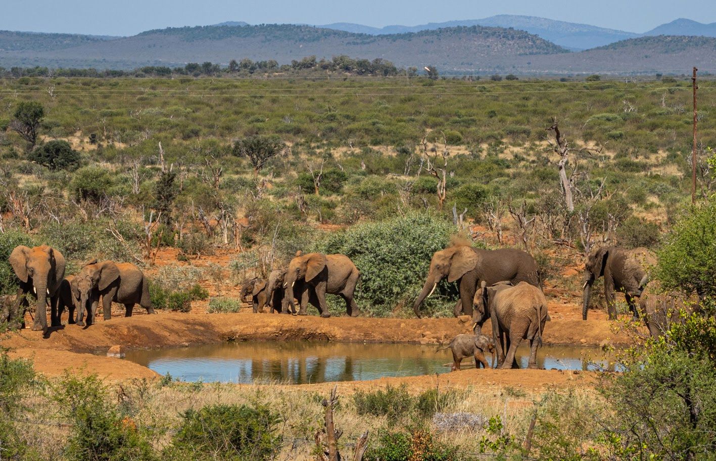 Madikwe Safari Lodge - Elephants at the watering hole