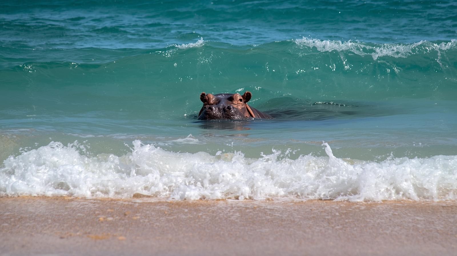 A hippo swimming in the sea in Gabon