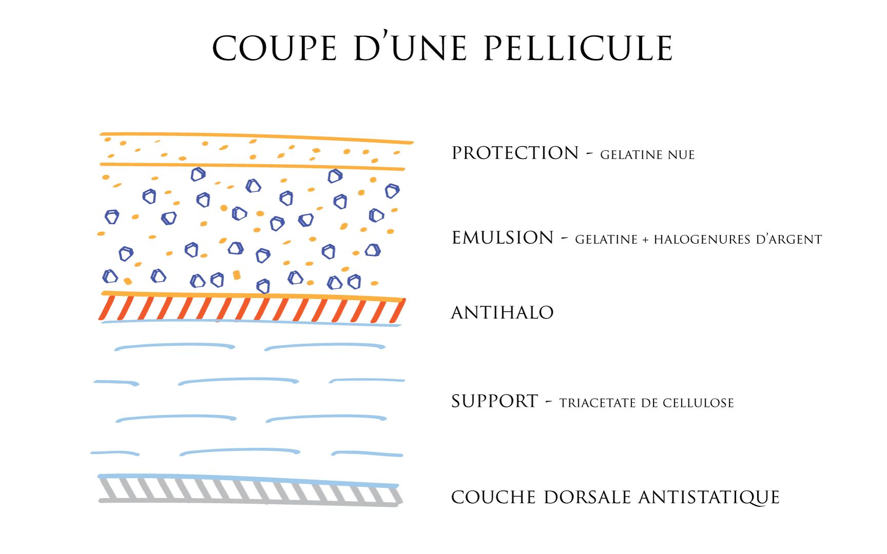 Image d'une coupe de pellicule montrant les couches d'une prise de photo