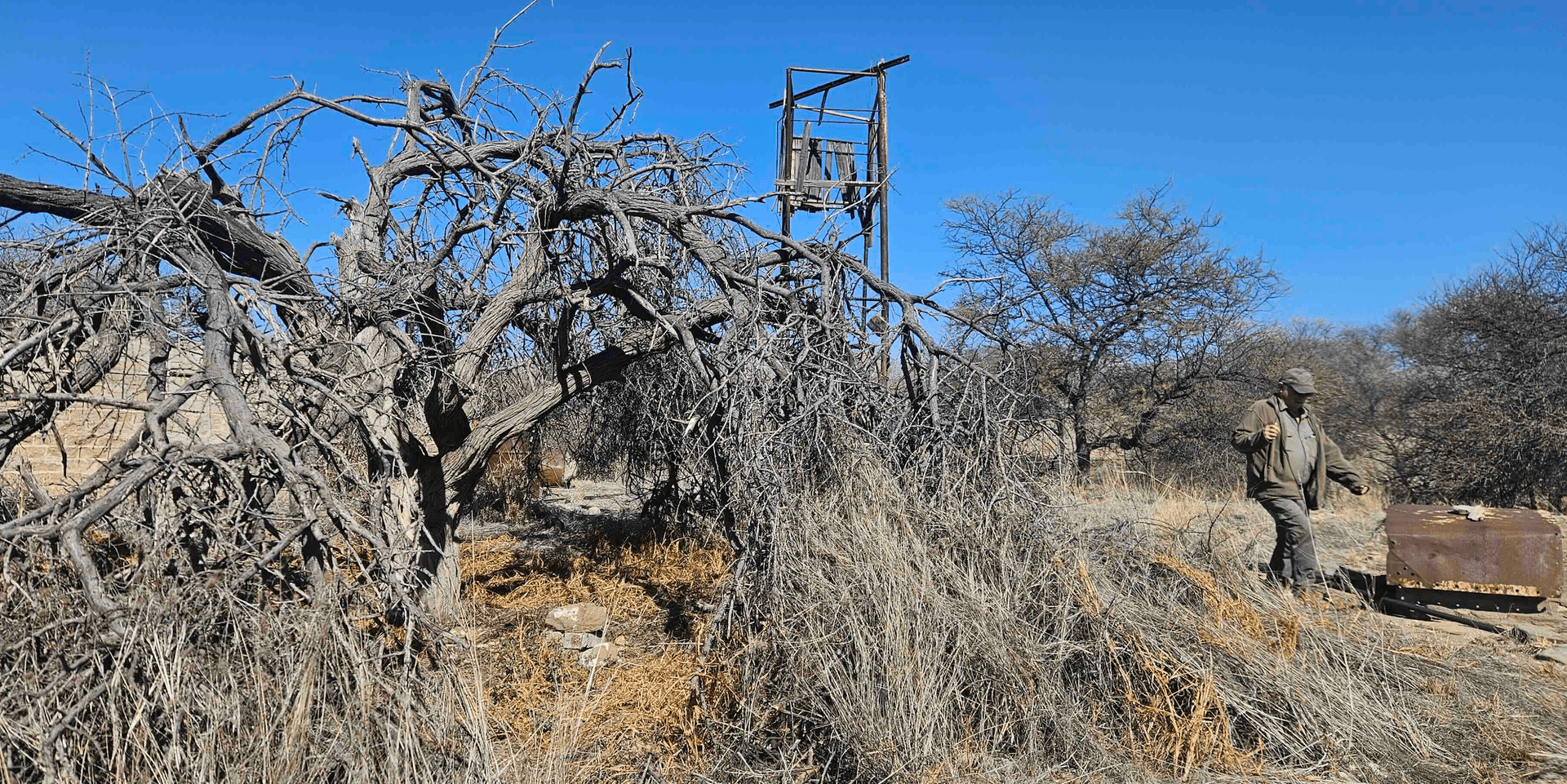 The dry kameeldoring tree with the old tank stand, Dad walking in the background