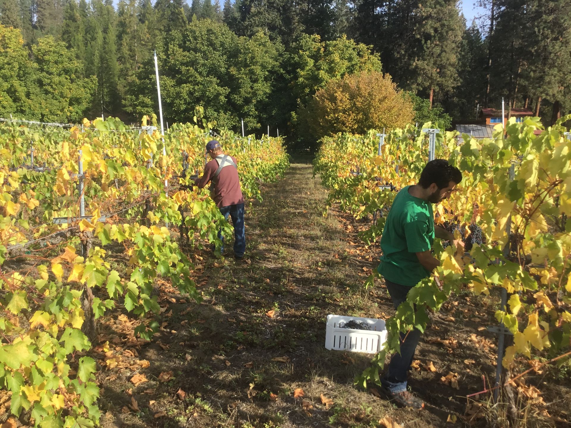 Discover Weddings & BnB at China Bend Winery in Kettle Falls