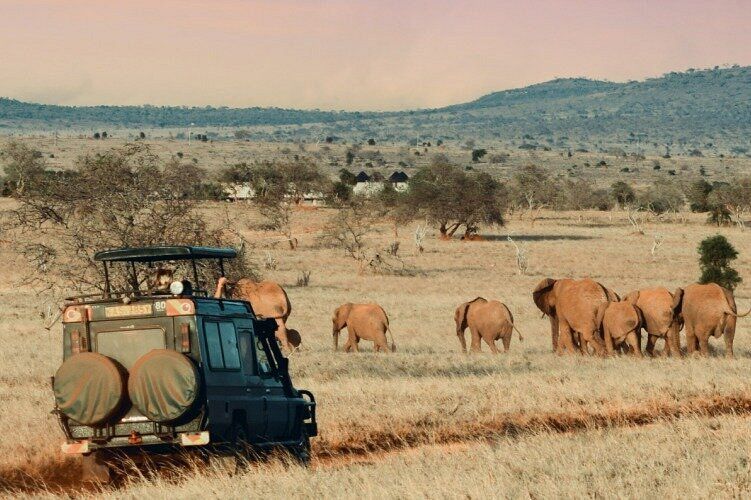 Safari vehicle watches elephants crossing an African savanna. Safari vehicle watches elephants crossing an African savanna.