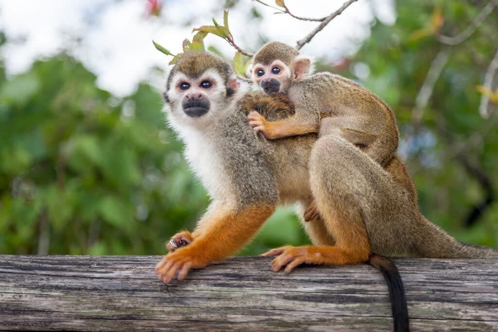 Two squirrel monkeys, one adult and one baby clinging to its back, perched on a wooden rail in a lush tropical setting. Two squirrel monkeys, one adult and one baby clinging to its back, perched on a wooden rail in a lush tropical setting.