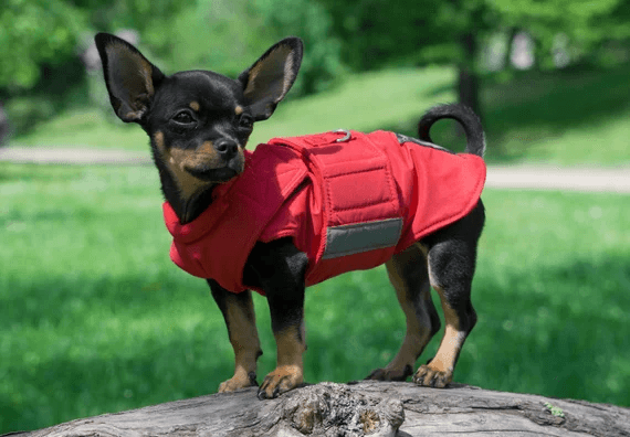 Chihuahua portant une veste, assis sur un rocher dans un parc. Chihuahua portant une veste, assis sur un rocher dans un parc.
