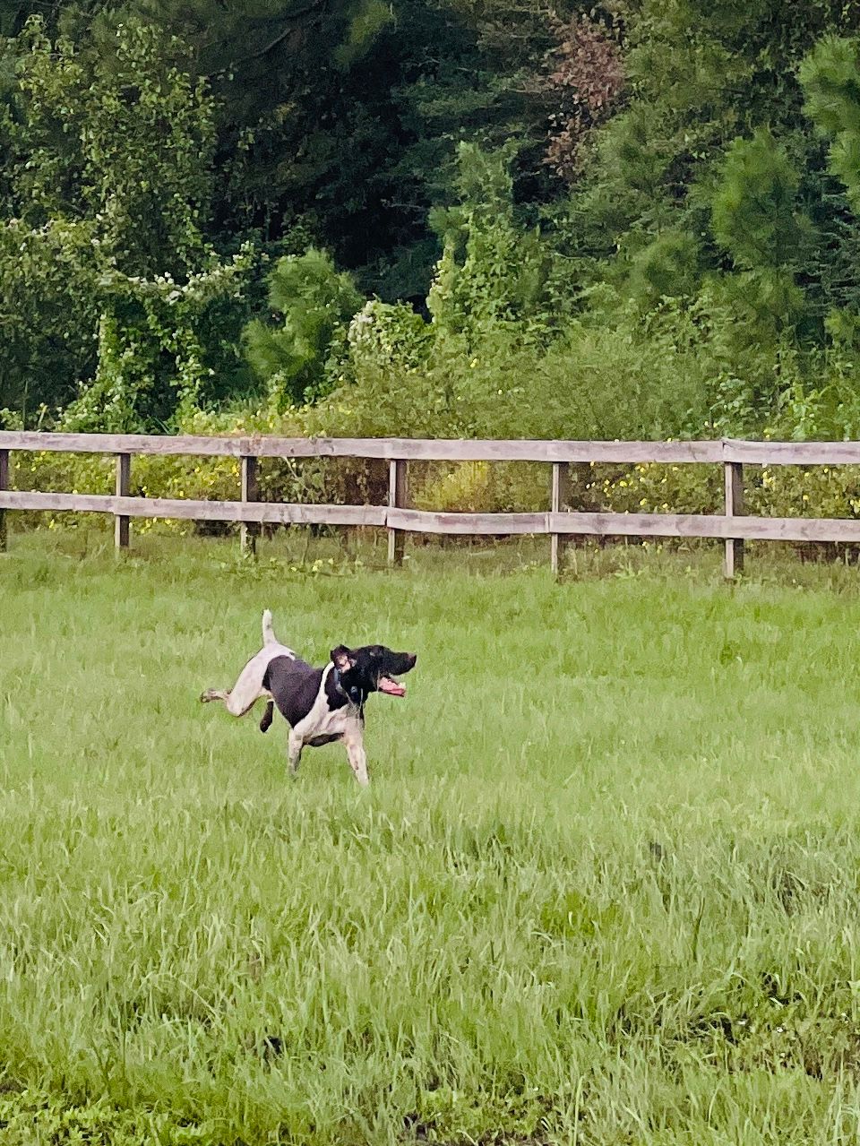 Tipsy Rabbit TopDog Whiskey Tango Foxtrot (Blitz) Call name Goose male liver and white german shorthaired pointer running thru tall grass with fence in background