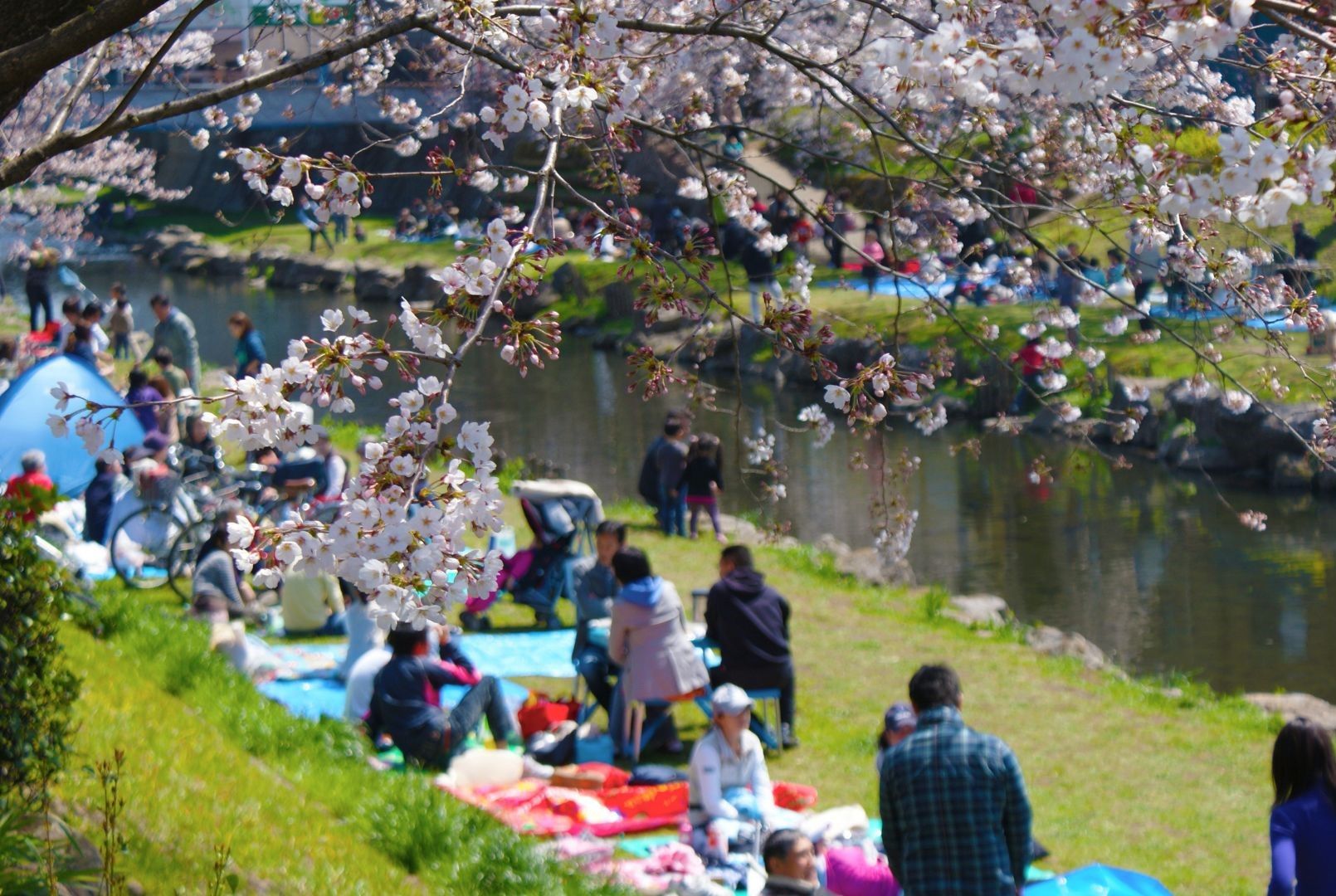 A family spending time together in Japan with cherry blossom trees in full bloom, symbolizing connection, culture, and shared travel memories.