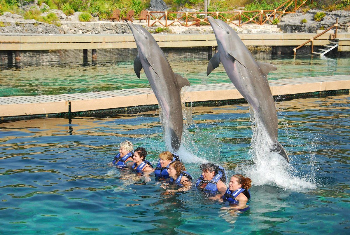 A group of people wearing life vests poses in a lagoon while two dolphins leap from the water behind them near a dock.