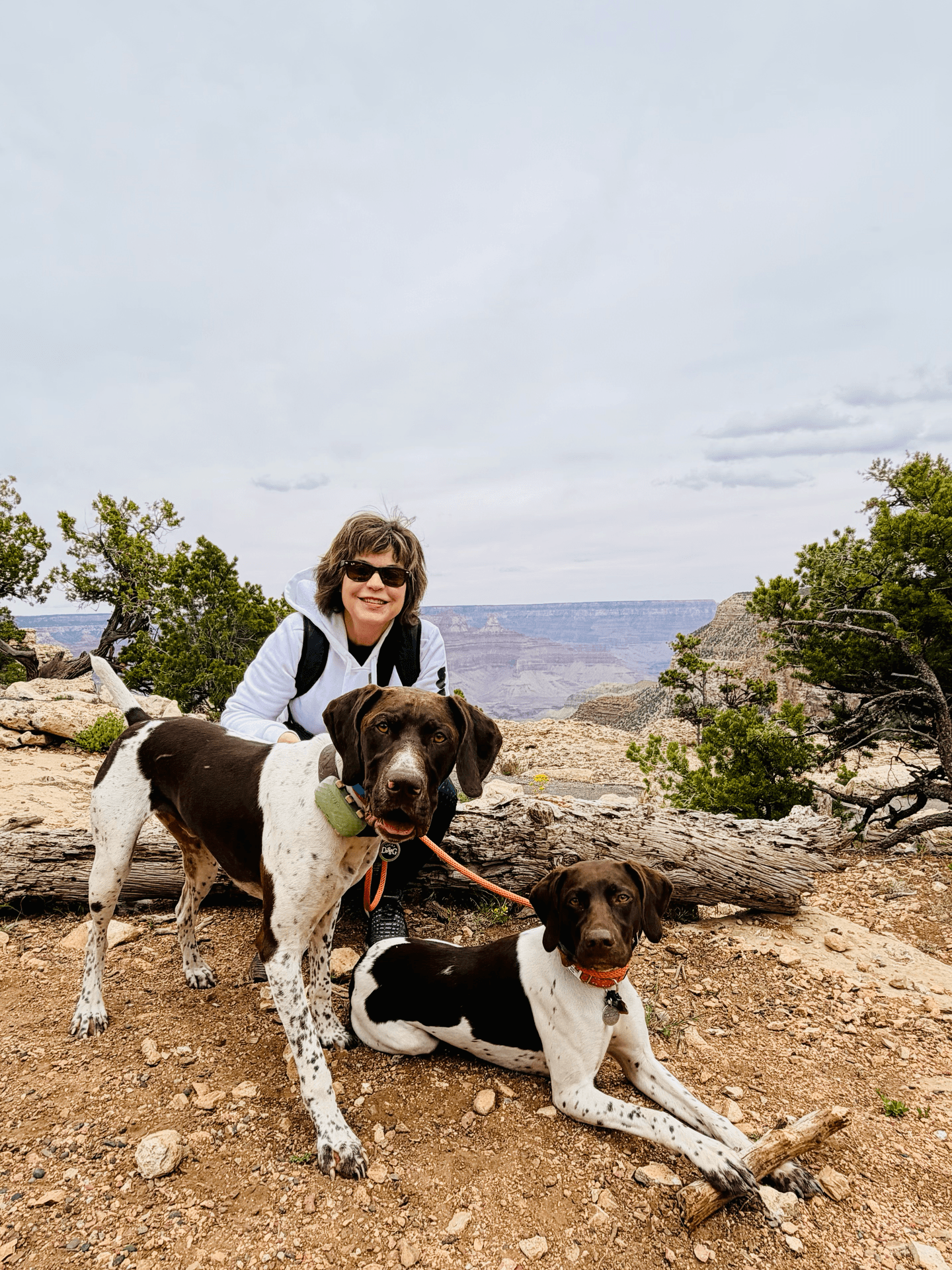 German Shorthaired Pointer companions exploring the Grand Canyon trails with their owners, illustrating an active, adventure-ready hunting breed in a family setting