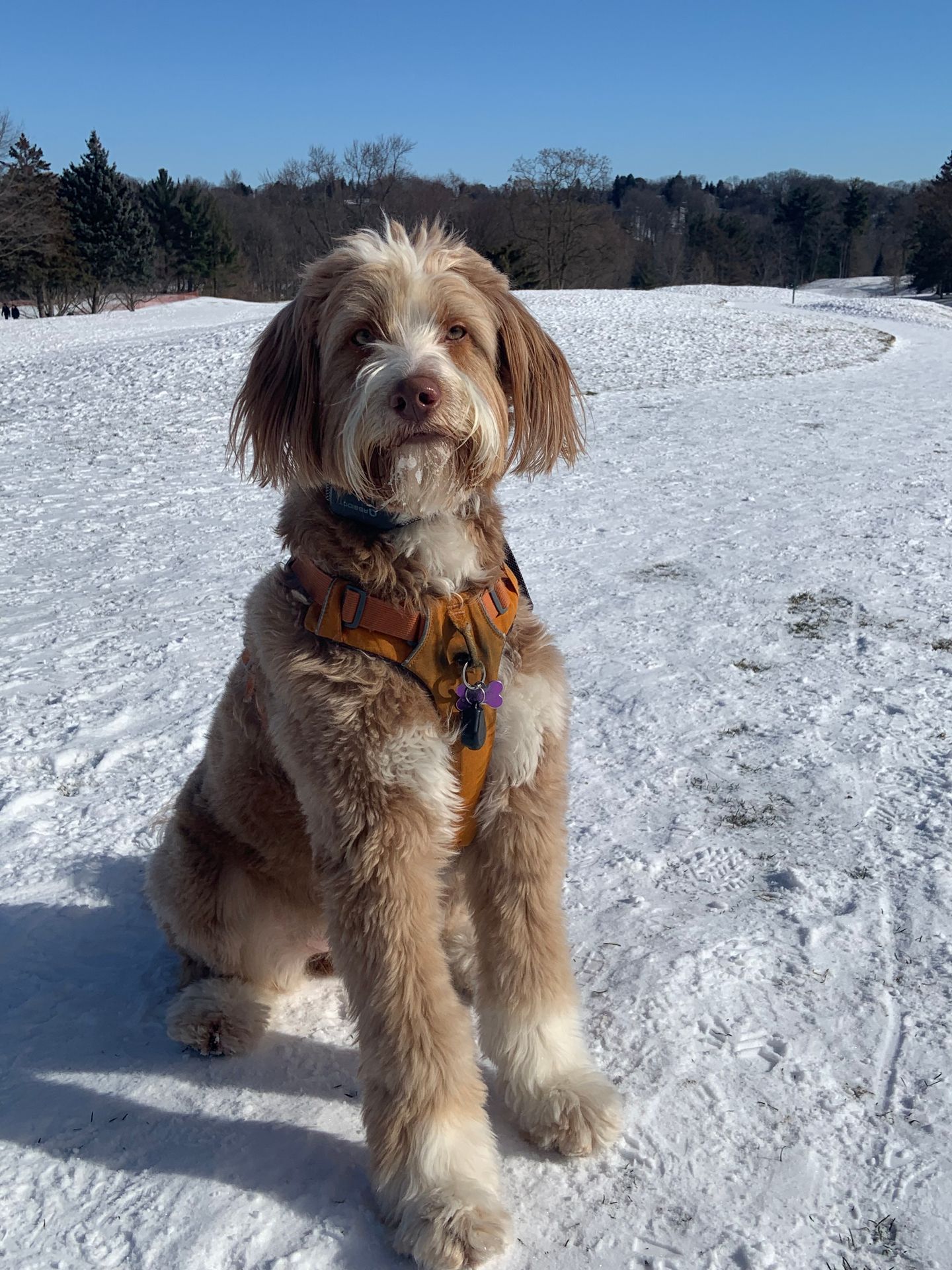Dog on snow