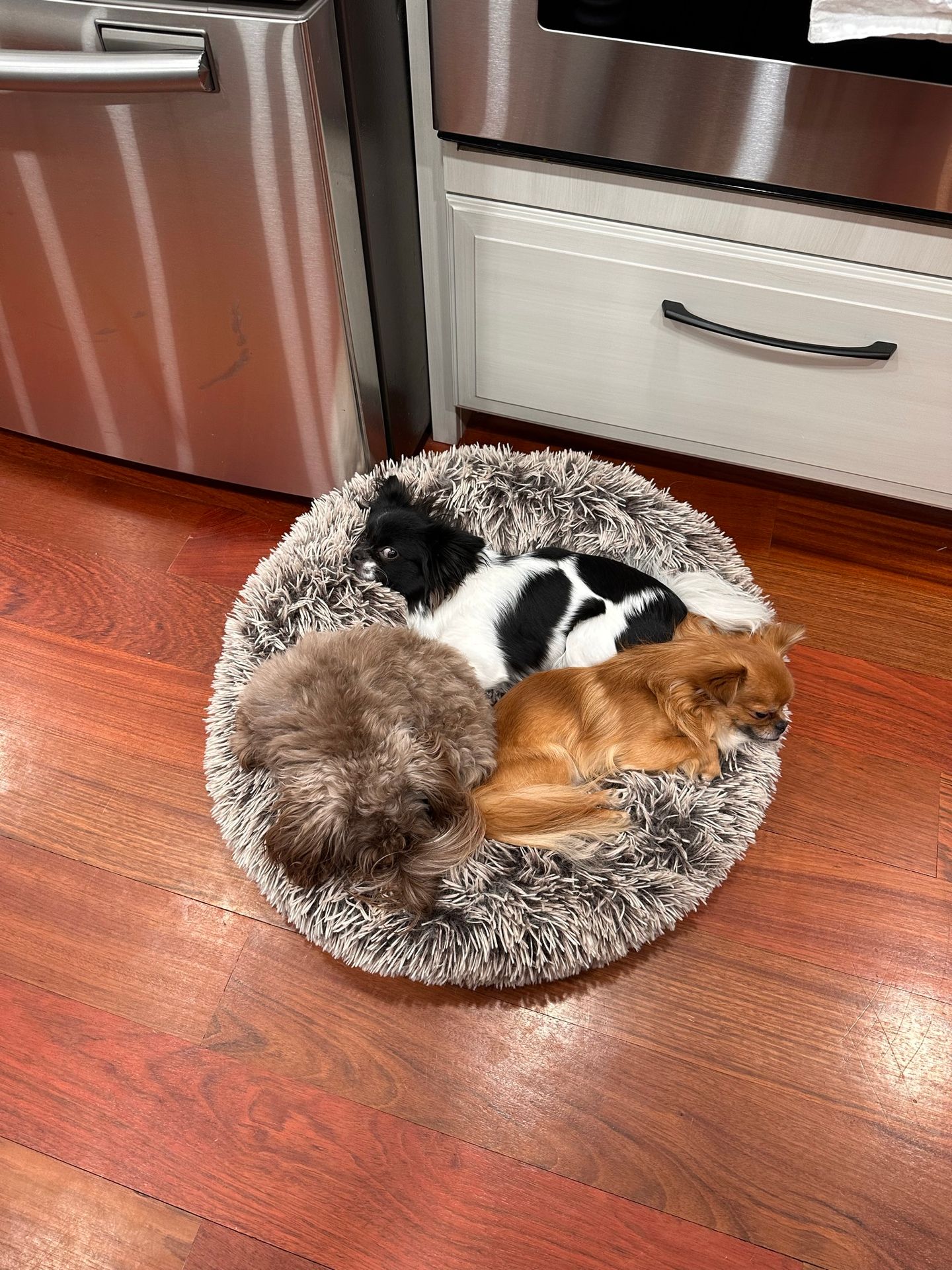 Miki puppy bed Miki puppy bed