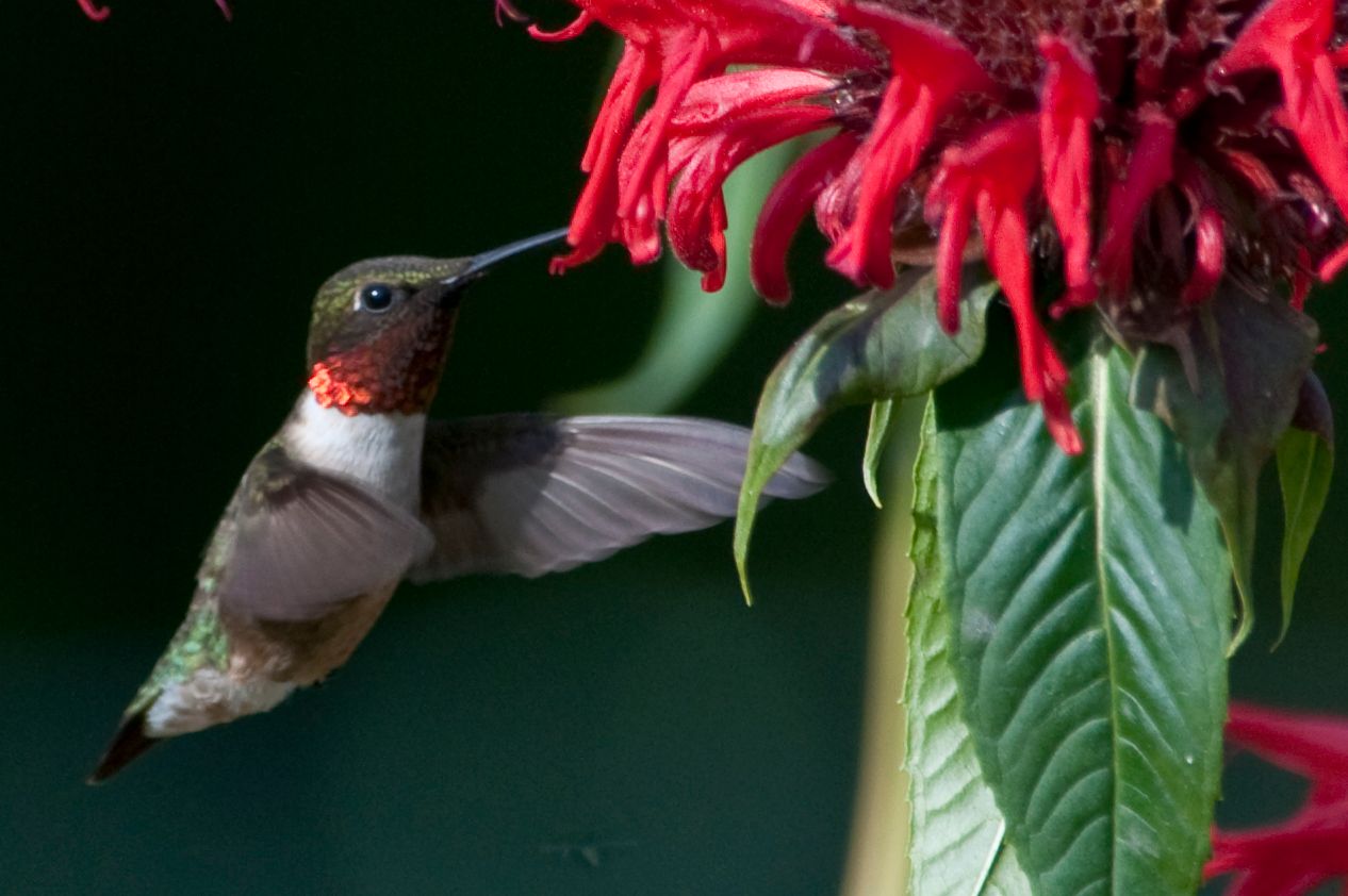 Male Ruby-throated Hummingbird feeding in flight at a flower Male Ruby-throated Hummingbird feeding in flight at a flower
