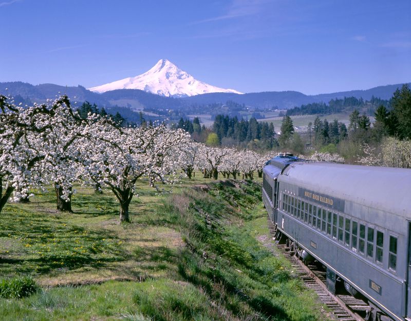Locomotive pulls a train of freight cargo wagons on a railroad along the Columbia River in the Columbia Gorge scenic area with mountain ranges with evergreen trees along the river